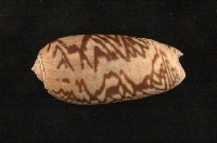 藏品(寡婦榧螺亞種)的圖片